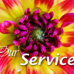 Our Services by Xelium